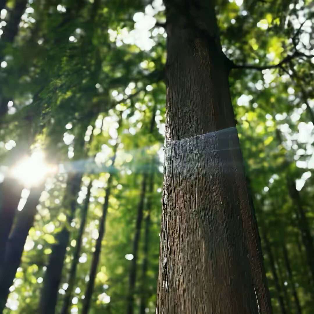 那些明媚且向上的生命感文案