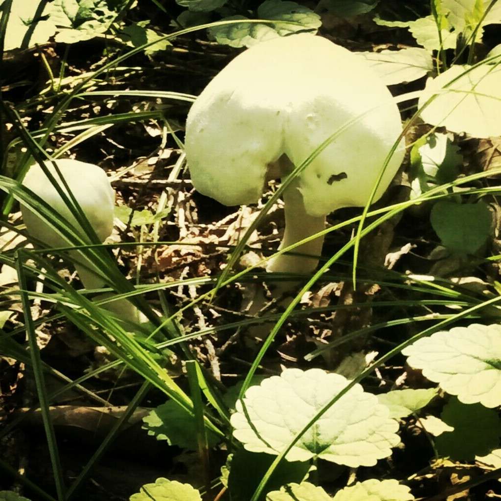 石头剪刀布的专辑