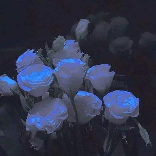 葬我一支白山茶文案