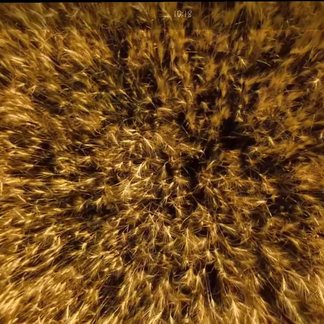 繁华似锦觅安宁