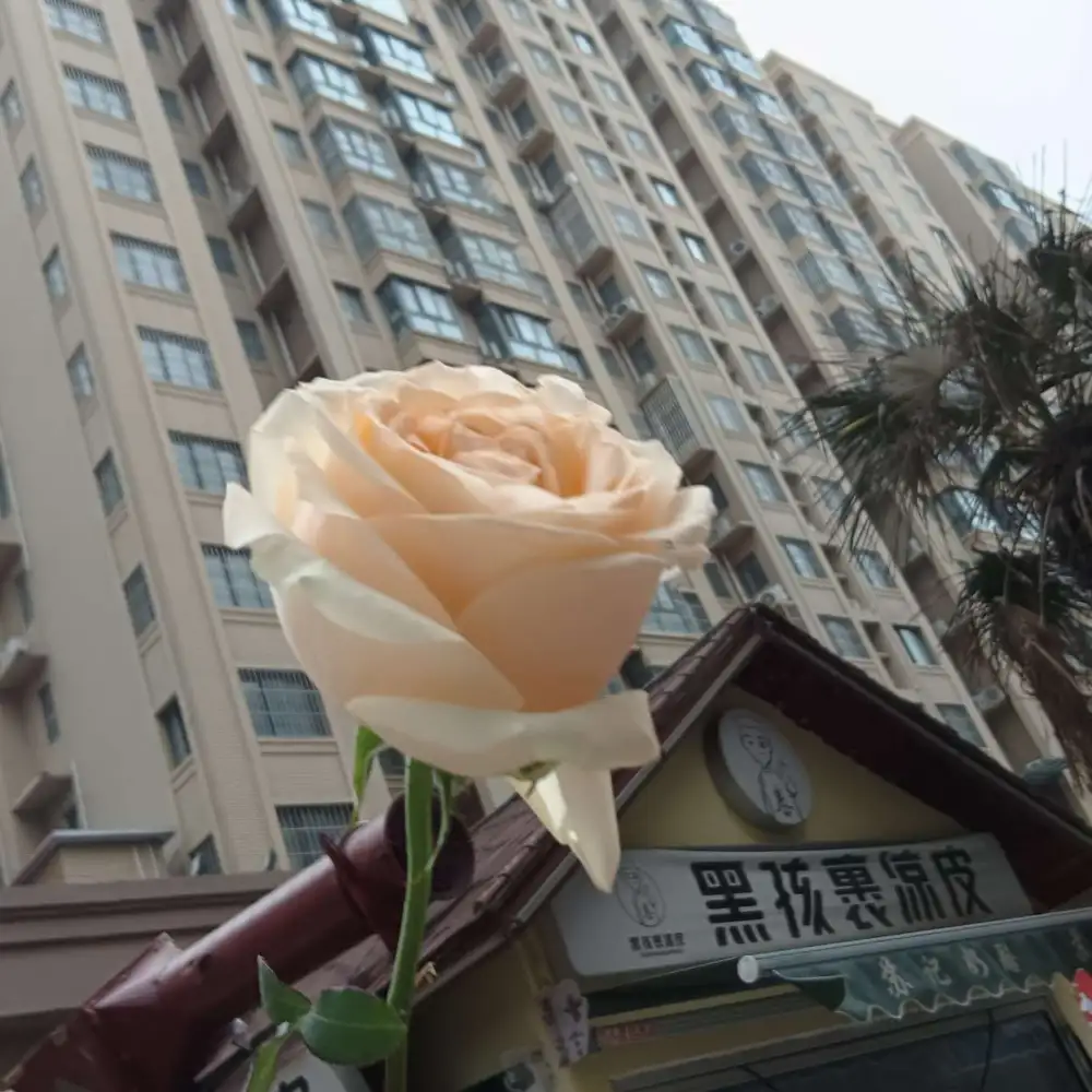 槐序