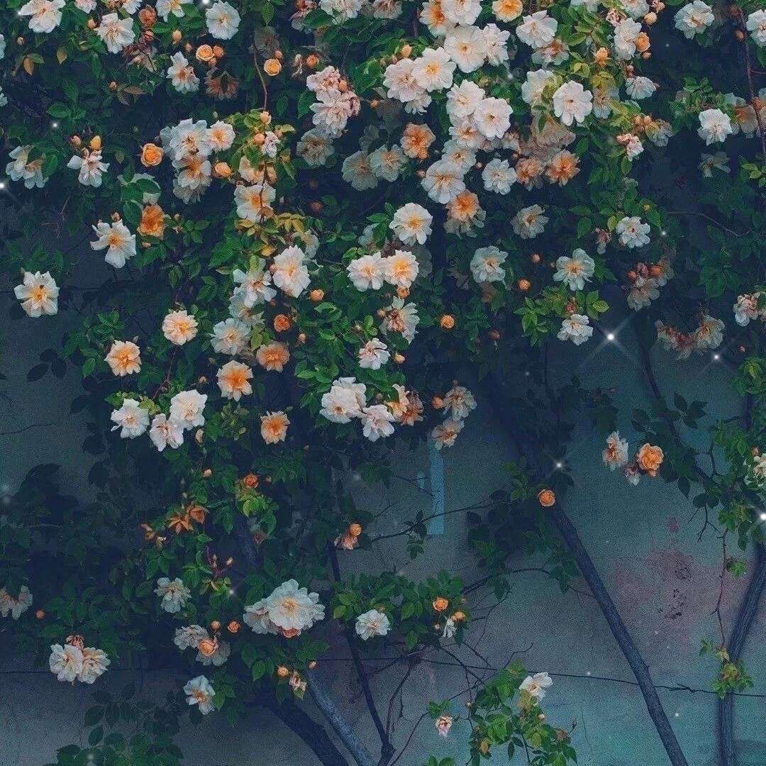 博尔赫斯的浪漫