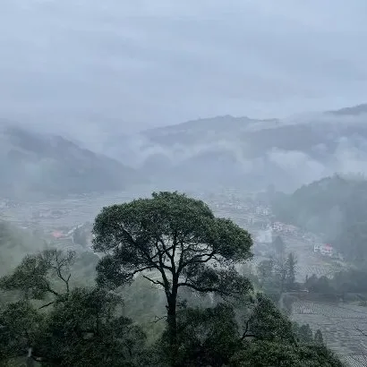燧杨