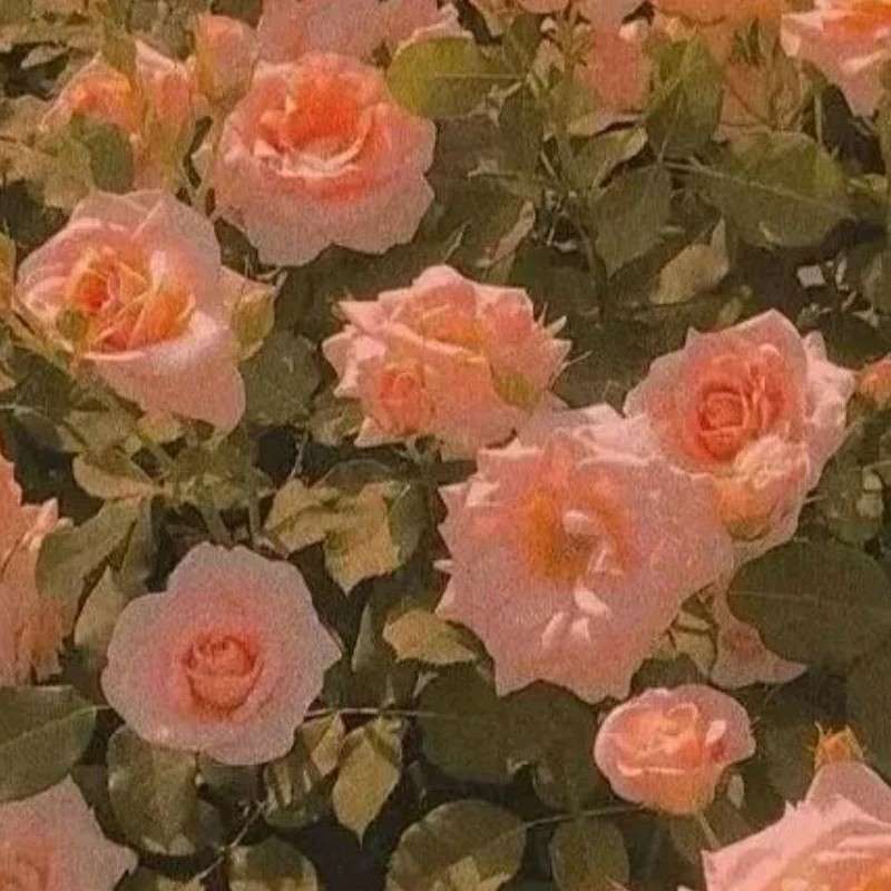 我遇到了一束光