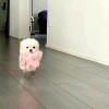 自己