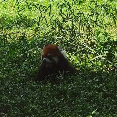 稚楚
