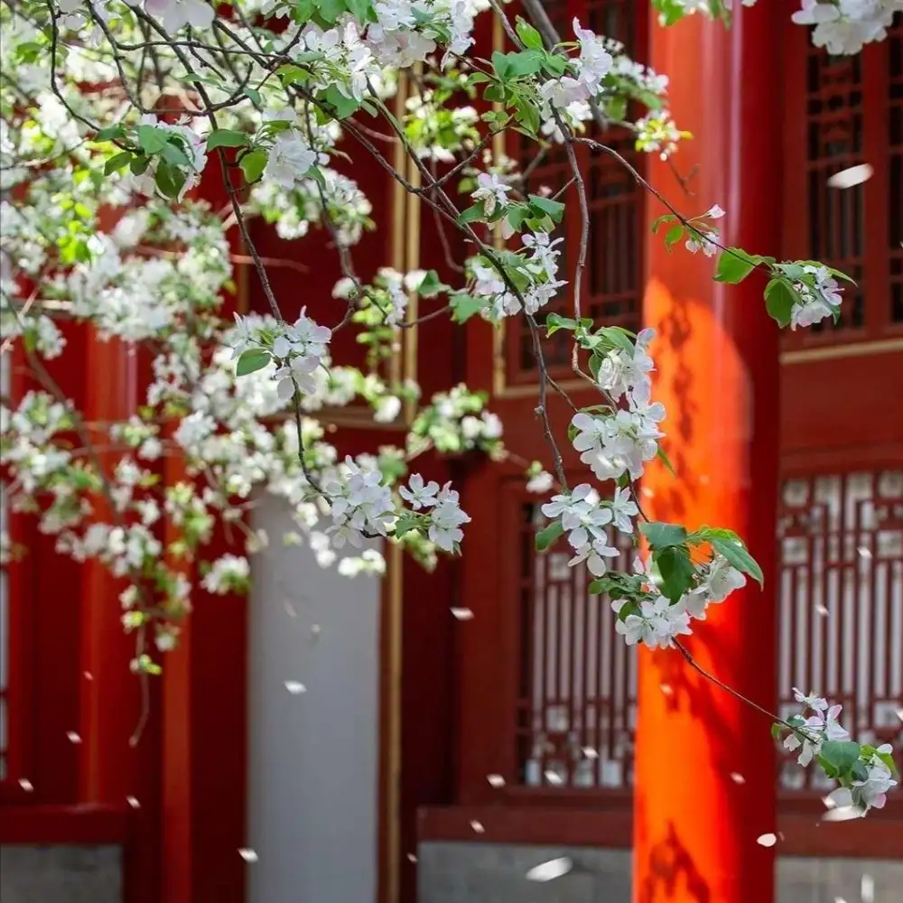花晨月夕