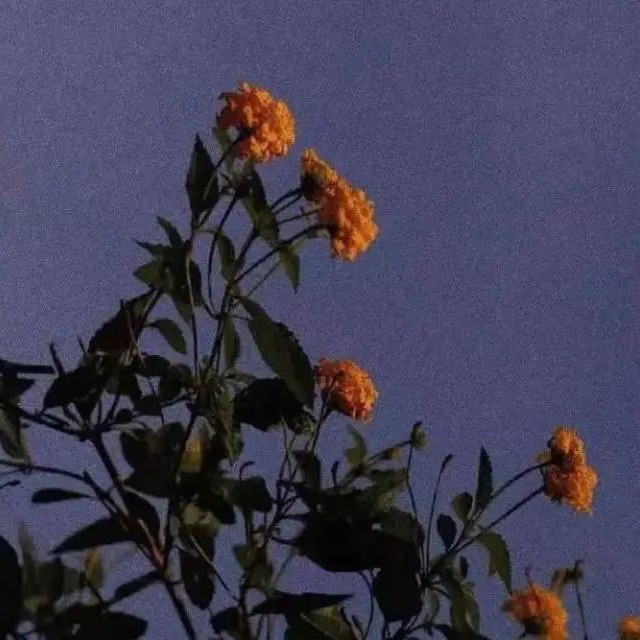 银河里的梦的专辑