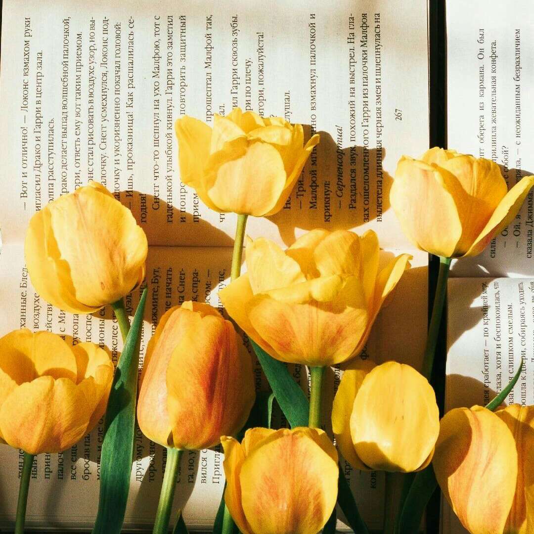 咸蛋黄奶油泡芙与开心果千层酥