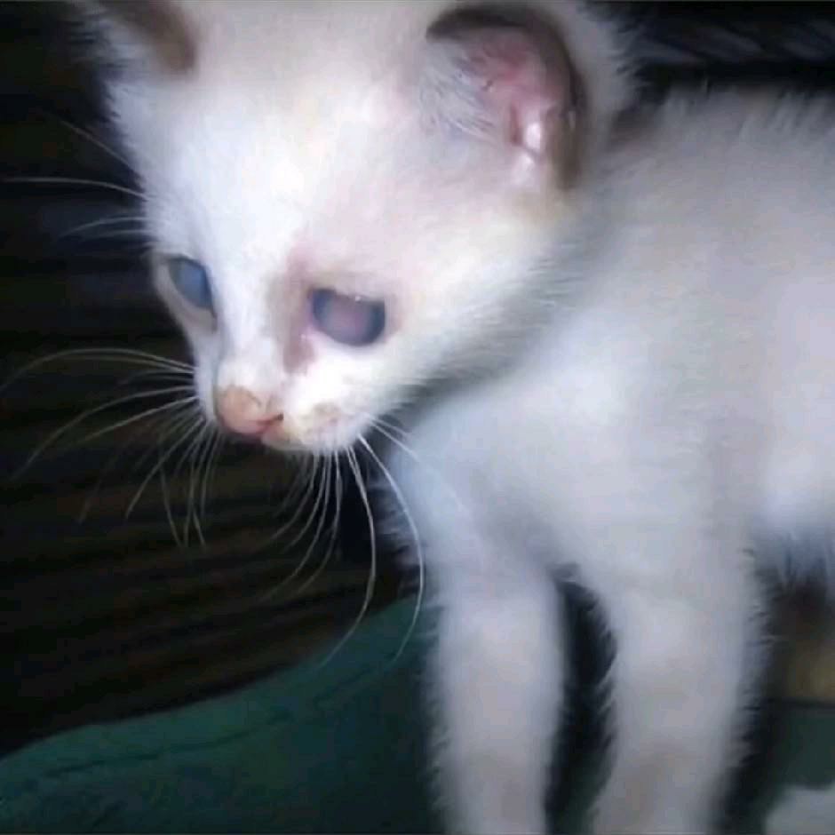 Itsnotangerine的专辑