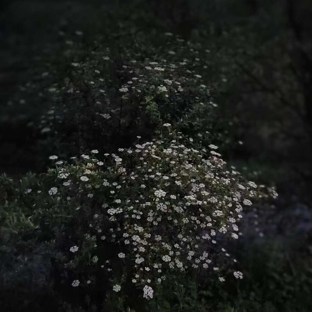 在自己的宇宙里，种自己的花，爱自己的世界