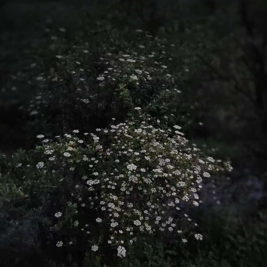 清风和自由   偏爱与温柔