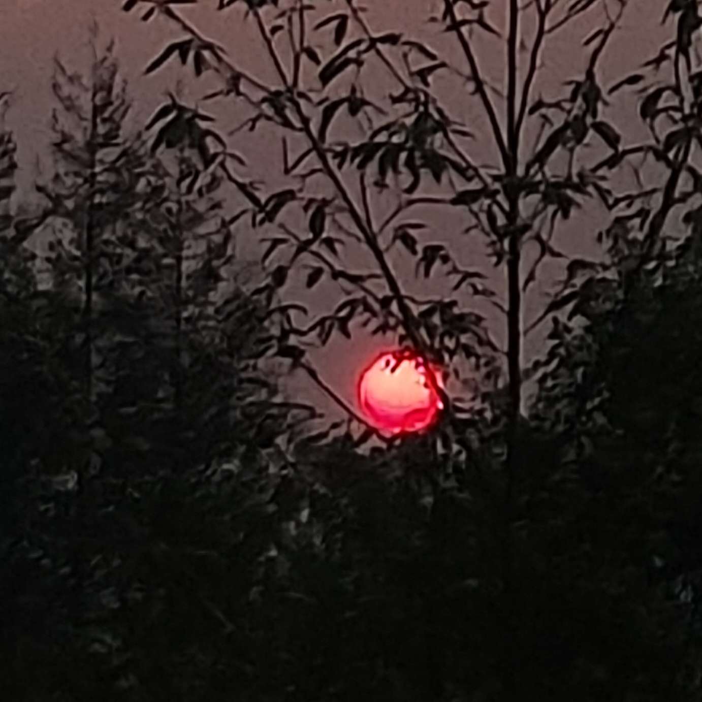 尊重所有声音  但我只成为自己