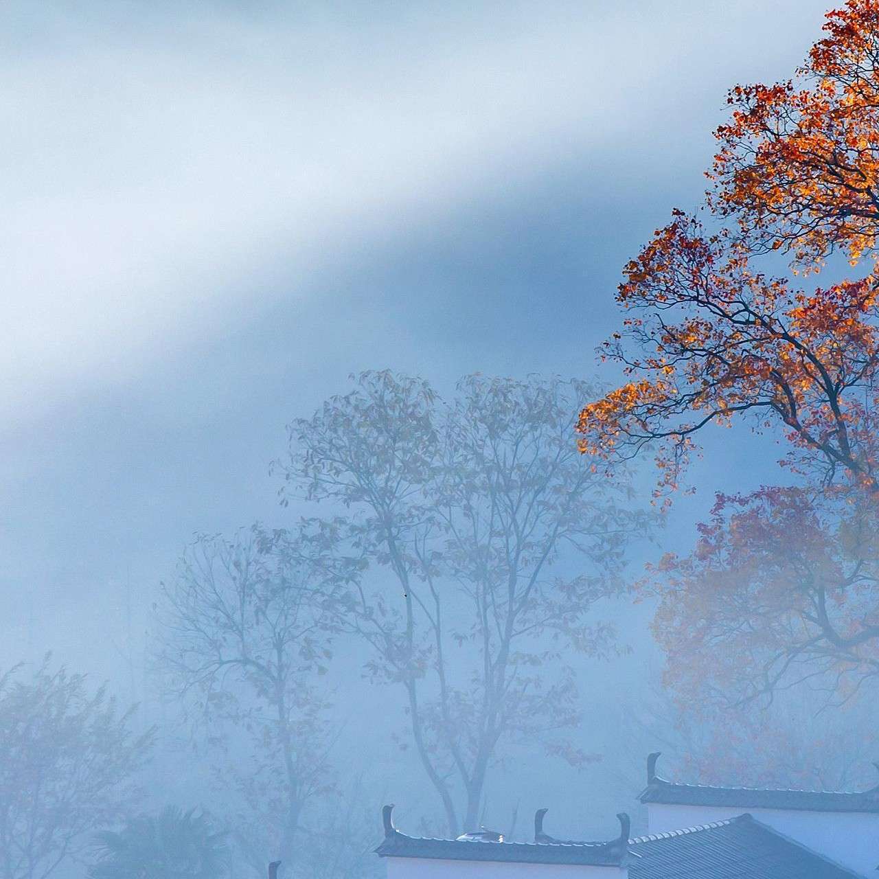 草莓冰茶作家第二季