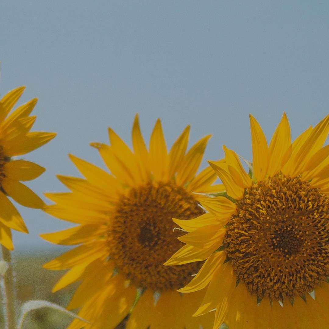 我最爱的人儿啊