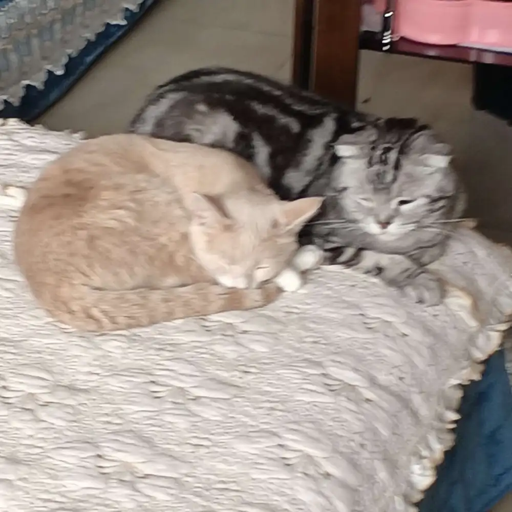 土豆味洋芋不是马铃薯的专辑