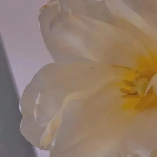 梨花雨凉