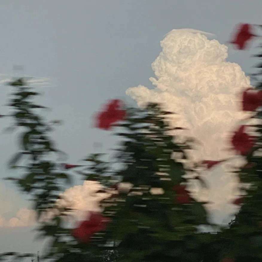 我将玫瑰藏于身后