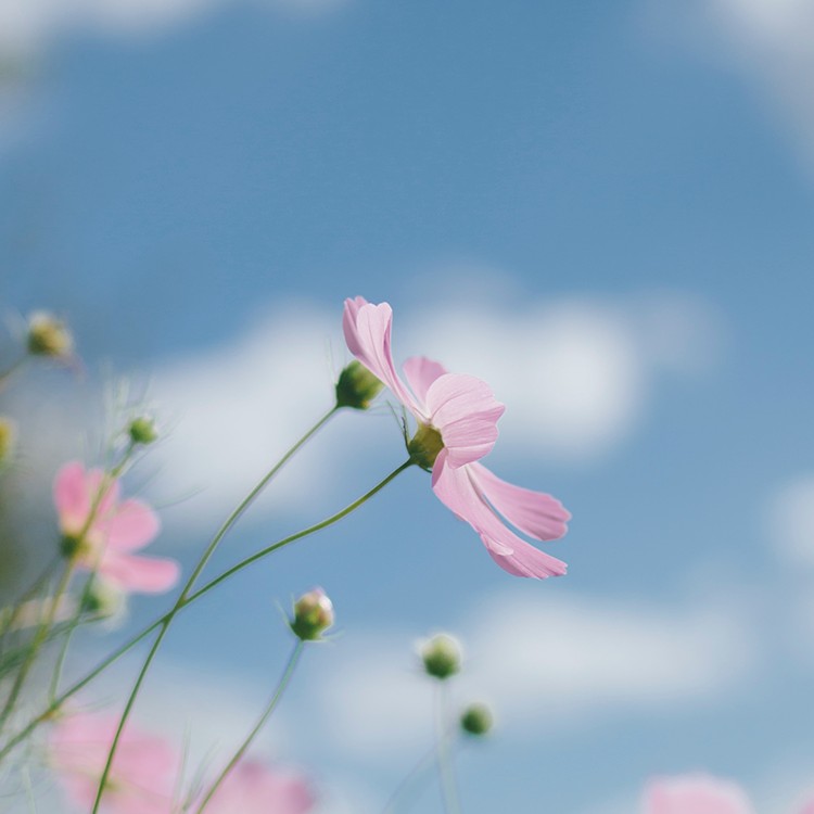 拾一颗星星的专辑