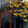 心悦