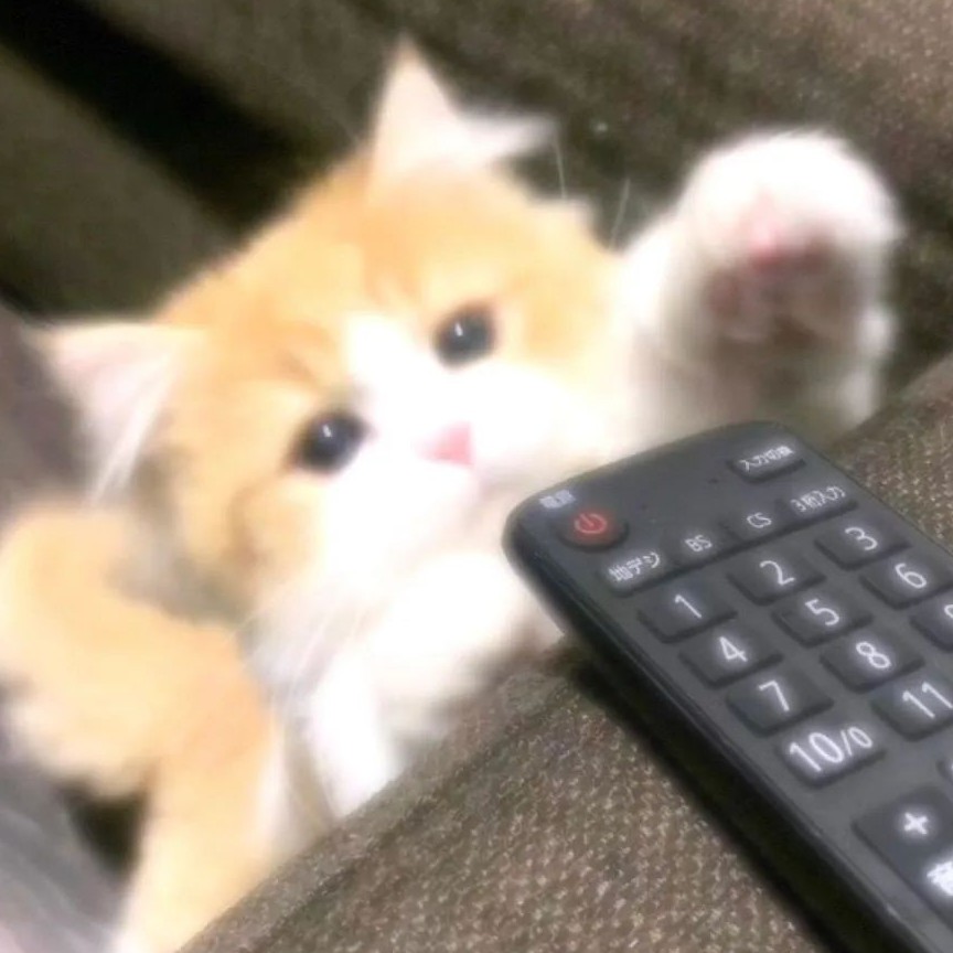 树荷煲柏🌧️的专辑