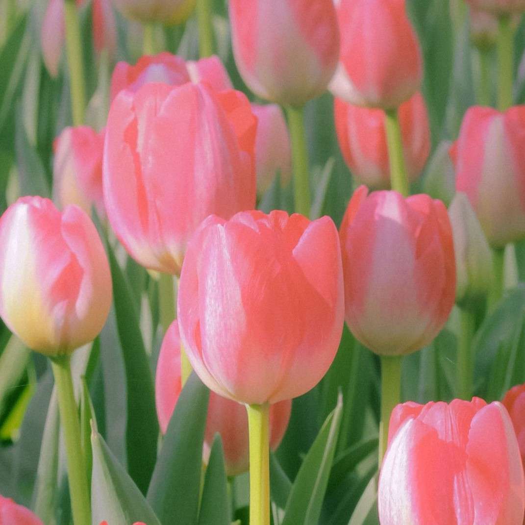 Panthera  uncia的专辑