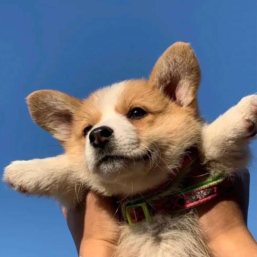 不鸭不咋样的专辑