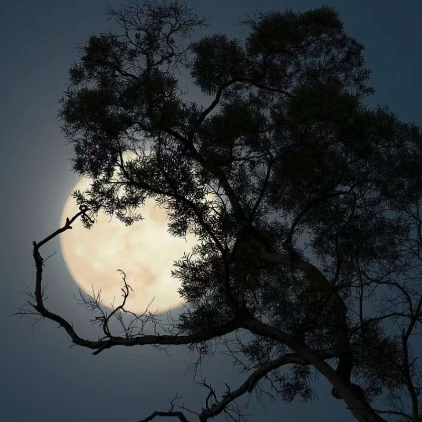 遥望月—梦境瞬间