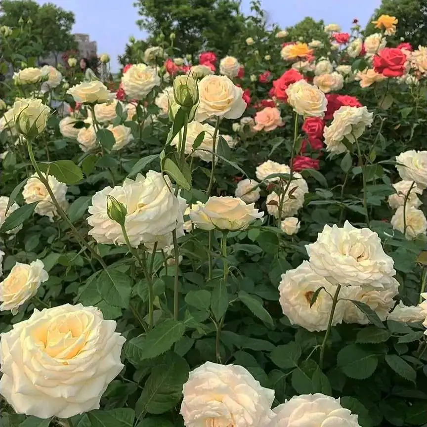 盛夏的果实