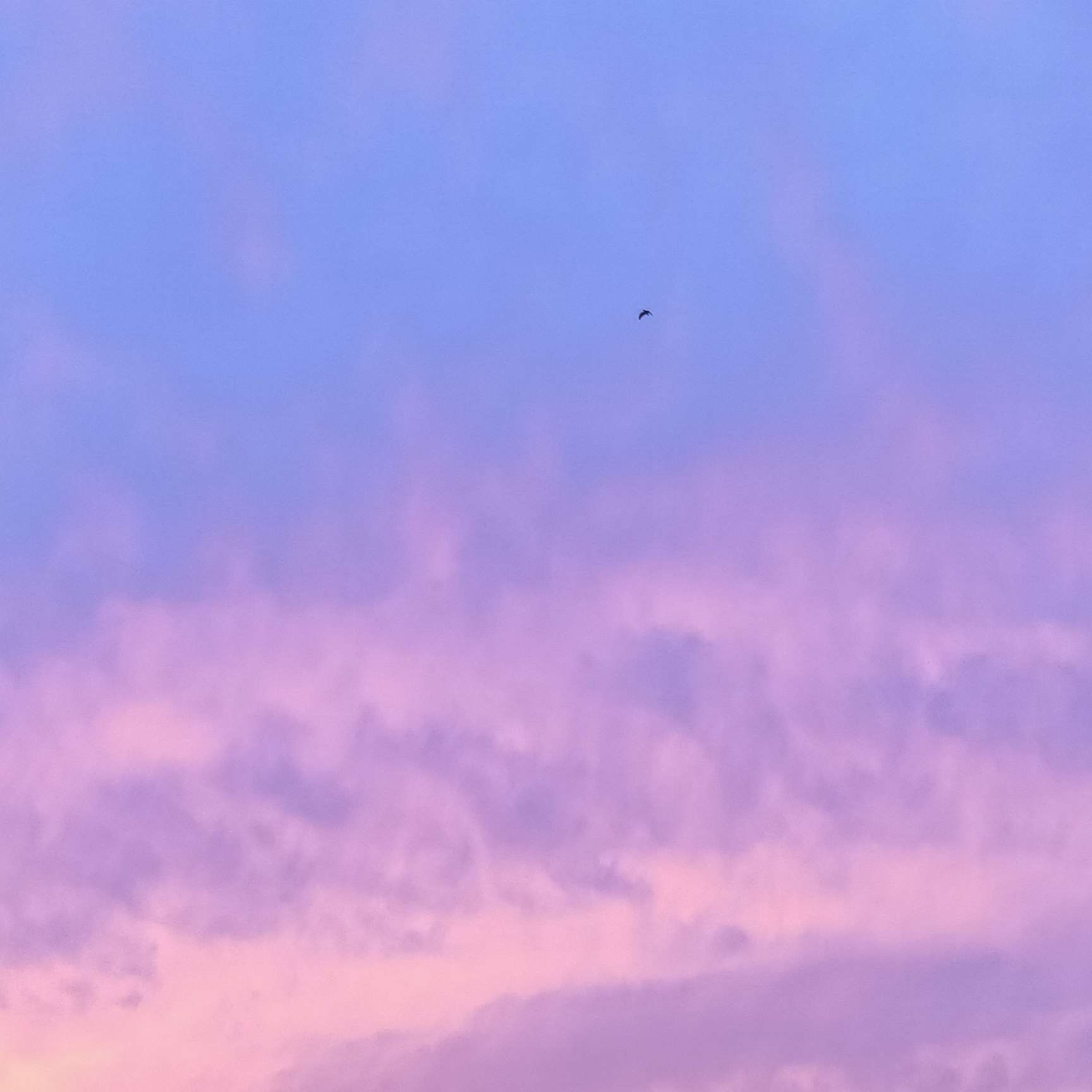 杳念音心的专辑