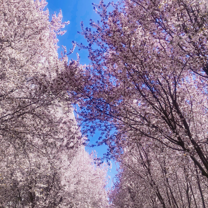 文字是最高级的浪漫