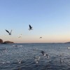 句集
