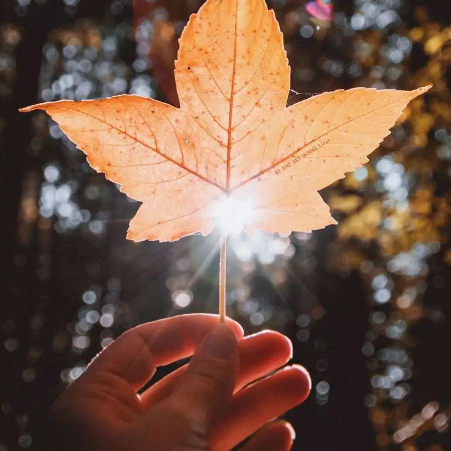 《爱你就像爱生命》-王小波