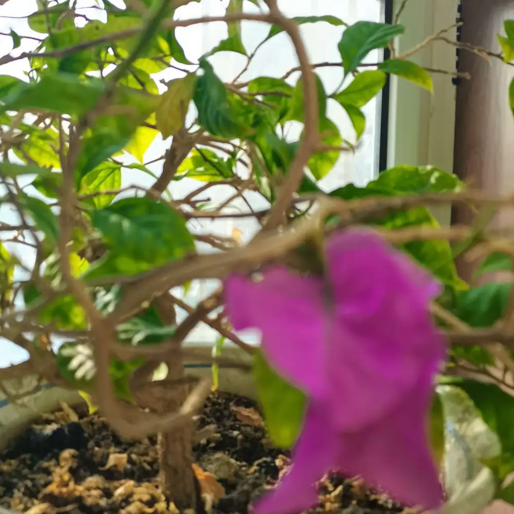 温柔治愈