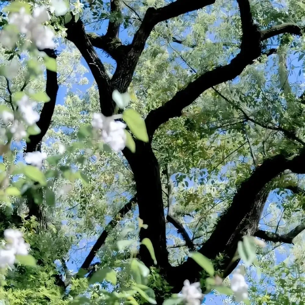 立春｜冬将尽 春可期