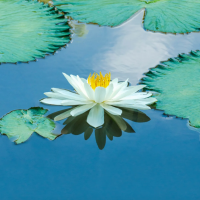 为夏天写一首诗