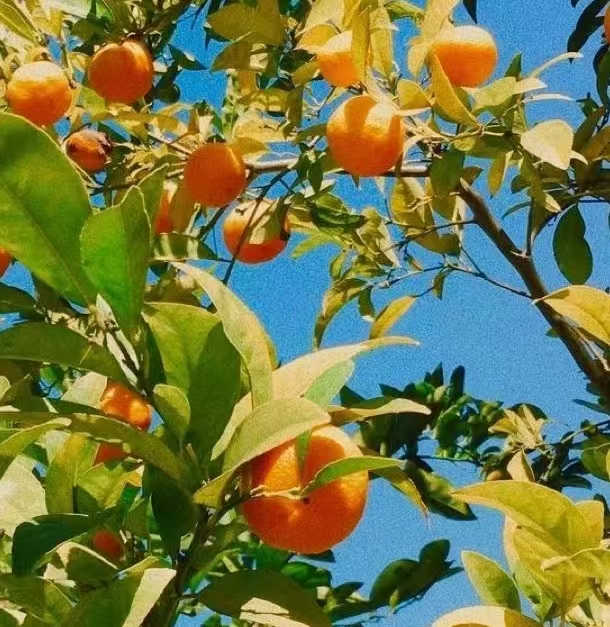 处暑｜秋意清浅，夏意犹存