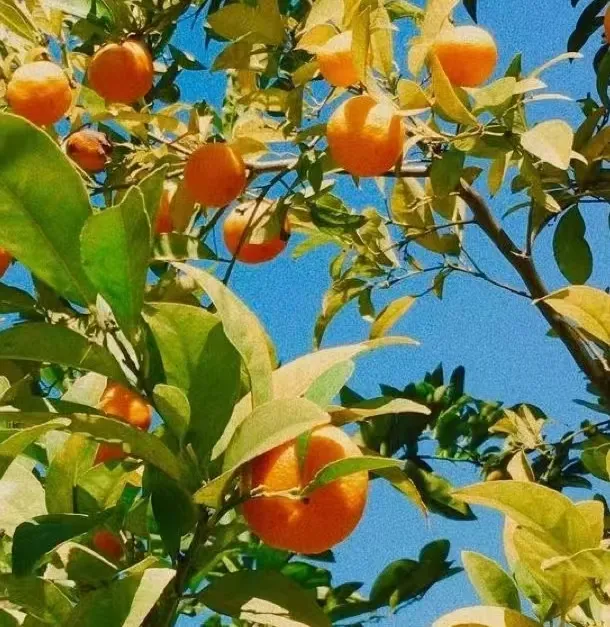 处暑｜秋意清浅，夏意犹存