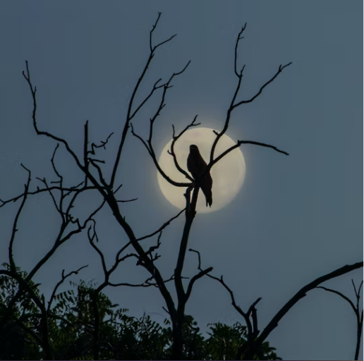 三毛｜三毛笔下的自由勇敢