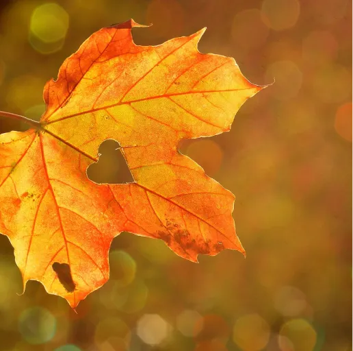 秋日来信 | 文人笔下的浪漫秋意🍂