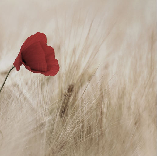 大女主文案 | “我说公主请开挂”