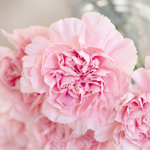 妇女节特辑｜温柔坚定的妇女节文案