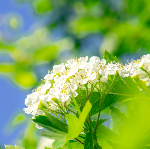 春天｜万物立春醒，美好皆可期