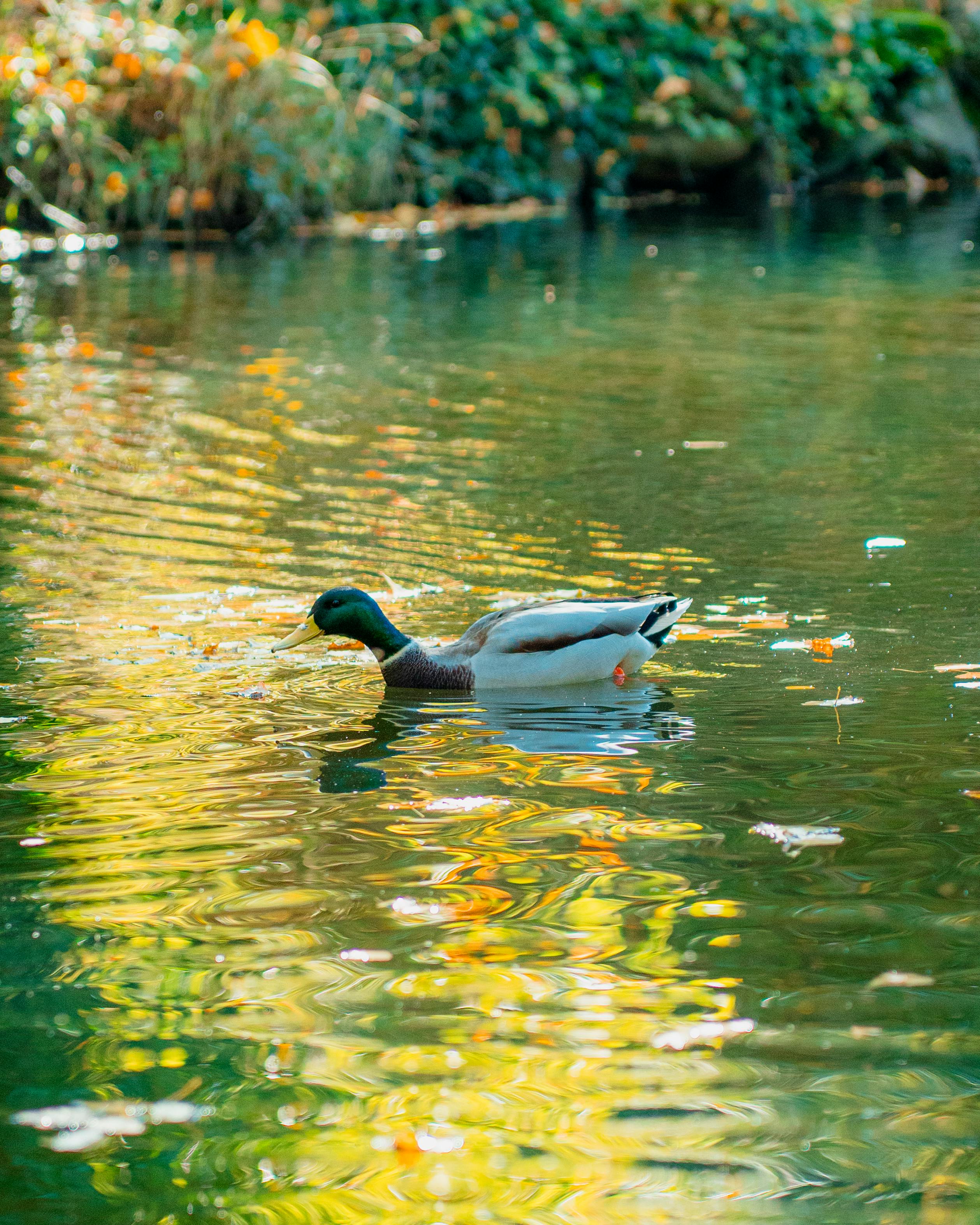 立秋｜夏意悠未尽 忽觉秋已来