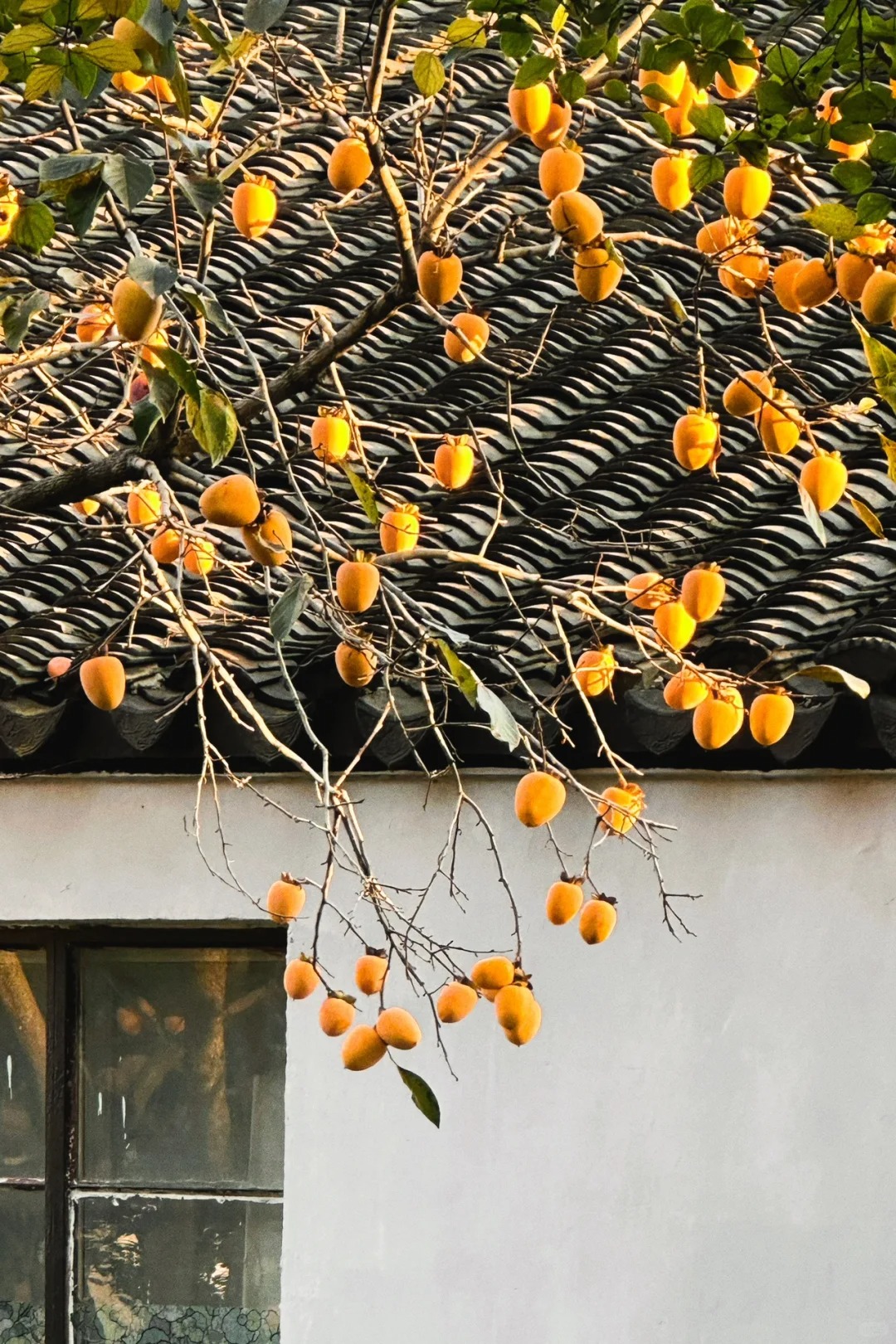 霜降 | 秋夕霜降，岁月静好