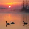 椰子果树