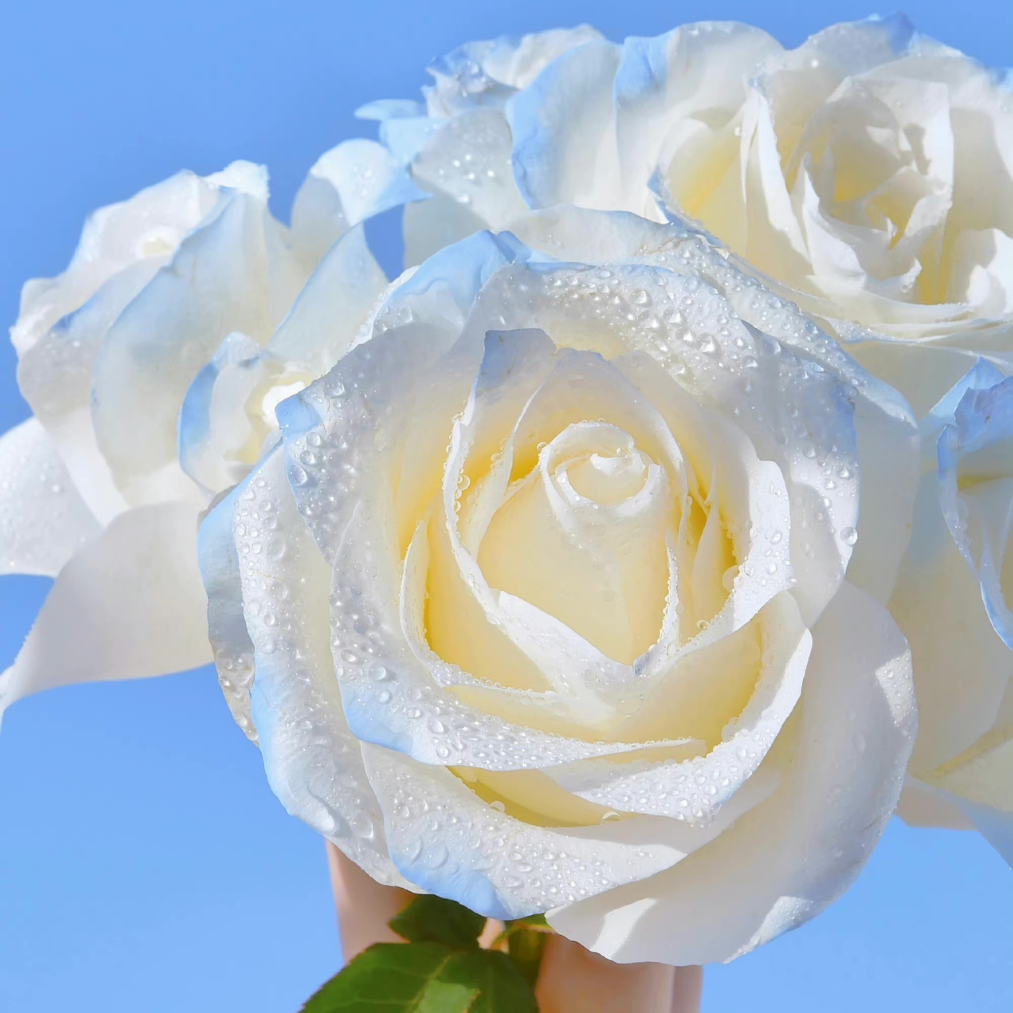 经典文案永不过时