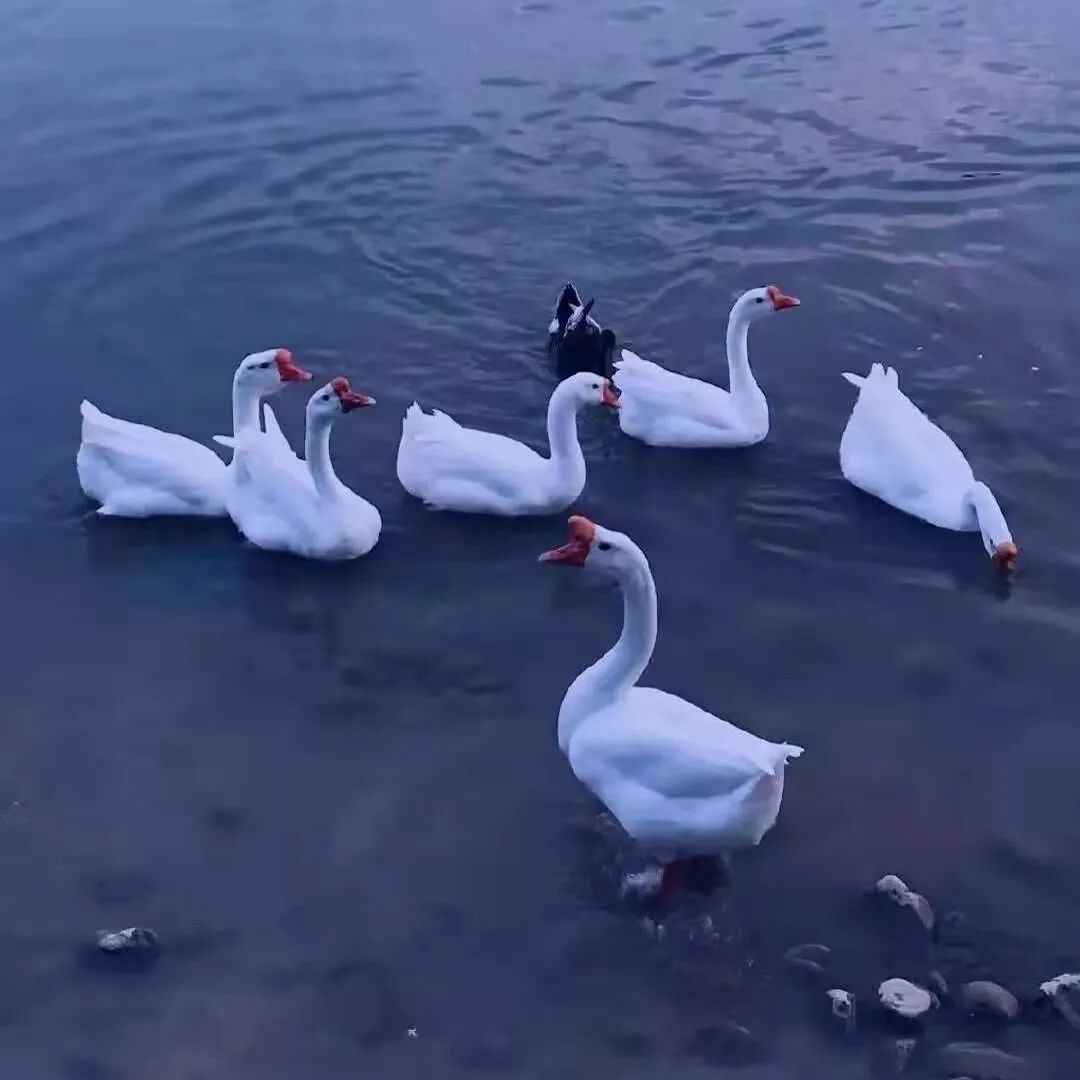 温柔干净的青春文案