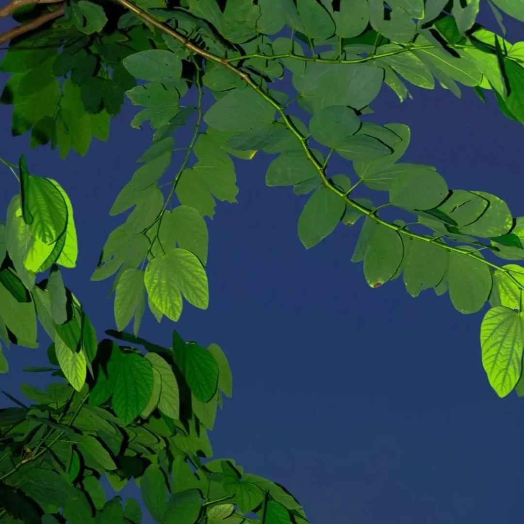 带你游览盛夏的武汉