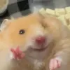 zzzzz